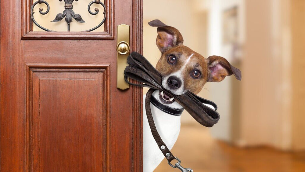 Correas Perro