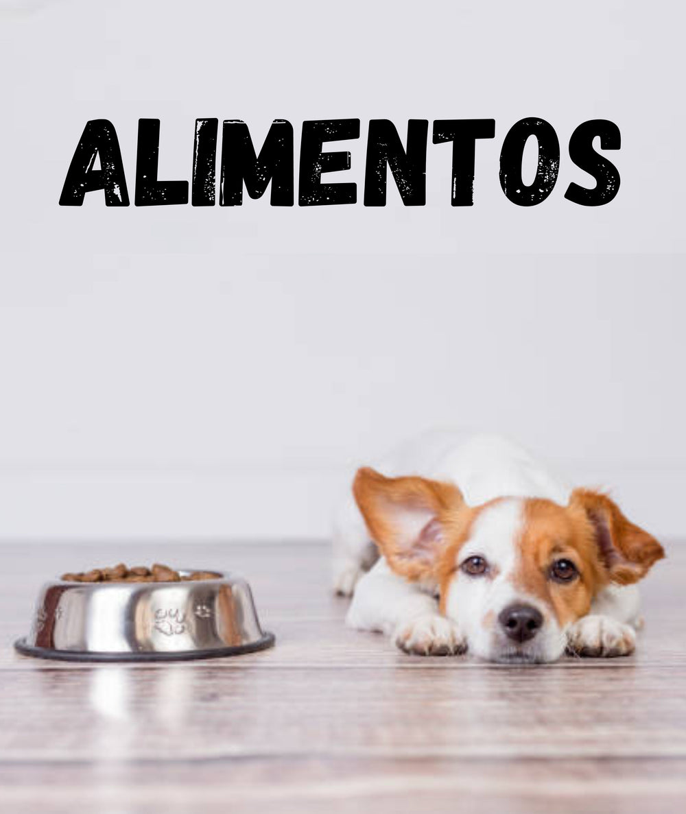 Alimentos Perro