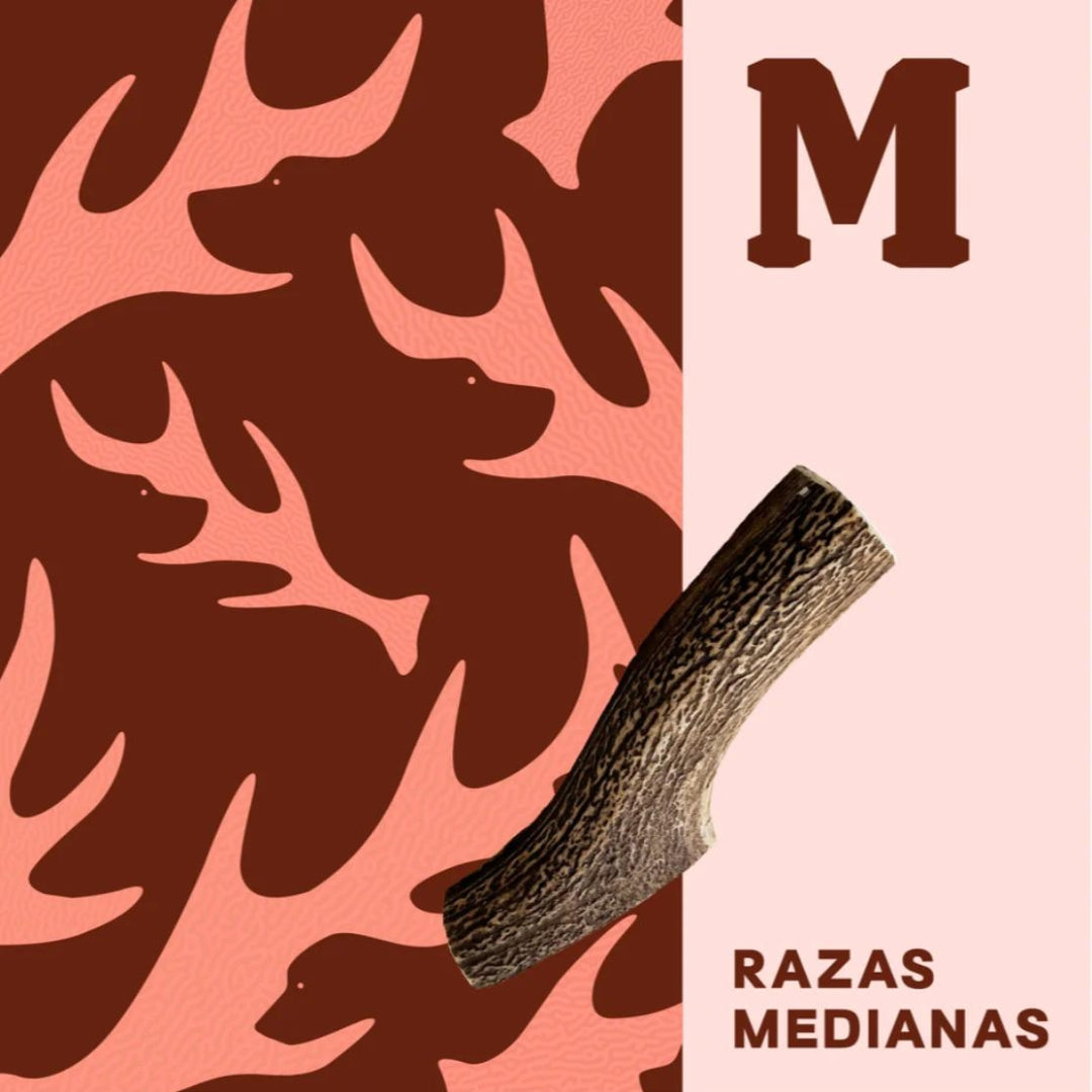 Doggo Asta de Ciervo M