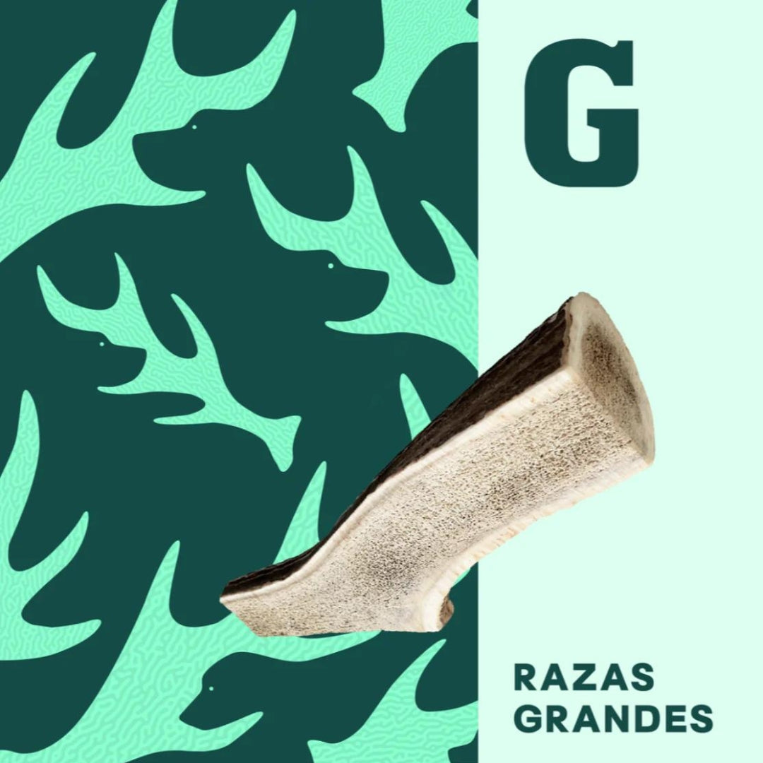 Doggo Asta de Ciervo G